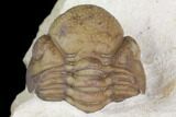 Enrolled Kainops Trilobite With Hyolithid Fossil - Black Cat Mountain #142084-2
